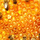 All About Manuka Honey And Why It’s Good For You