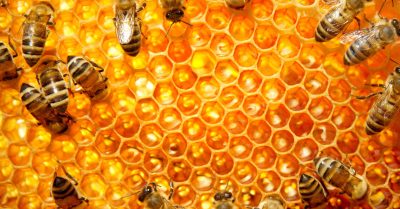 All About Manuka Honey And Why It’s Good For You